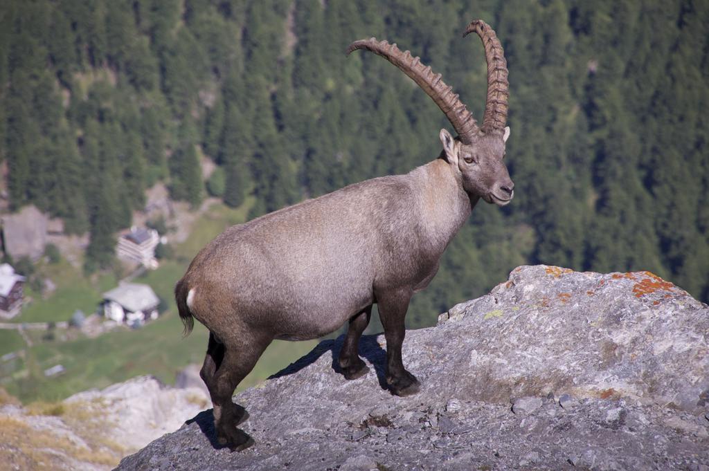Saas Fee 페리엔보눙 알랄린블리크 아파트 외부 사진